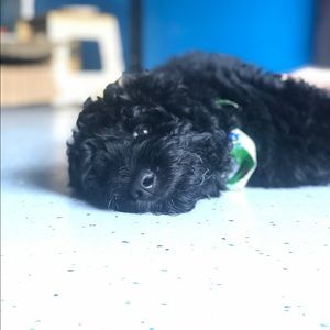 Meet your Posher, Leona